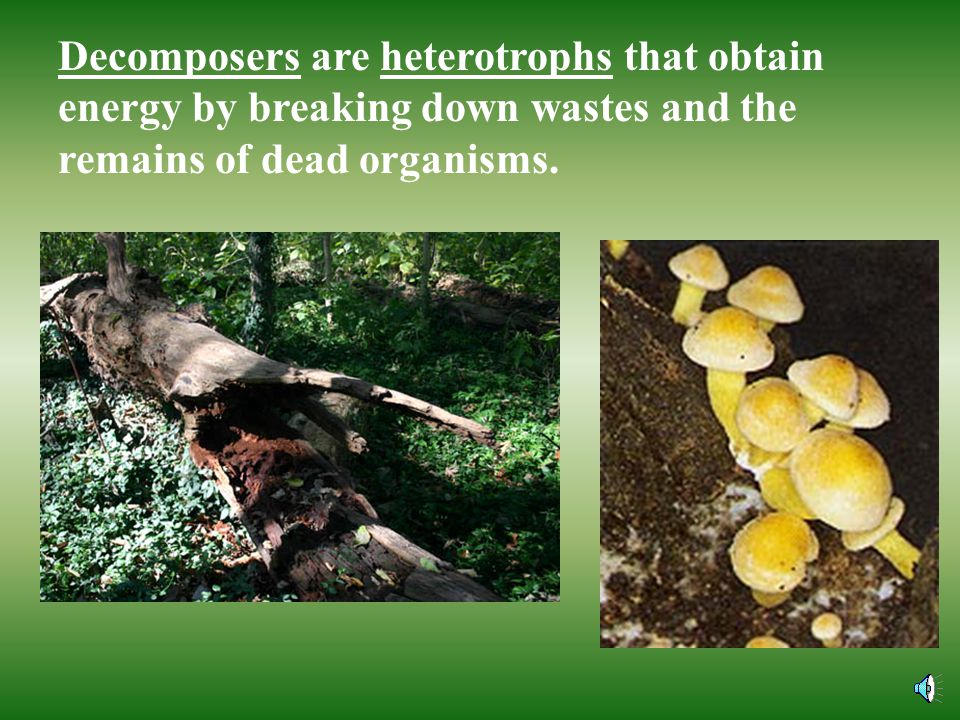 Decomposers are heterotrophs that obtain energy by breaking down wastes and the remains of dead organisms.