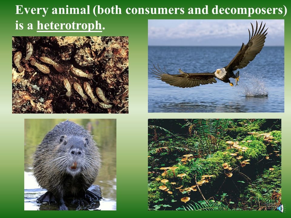 Every animal (both consumers and decomposers) is a heterotroph.