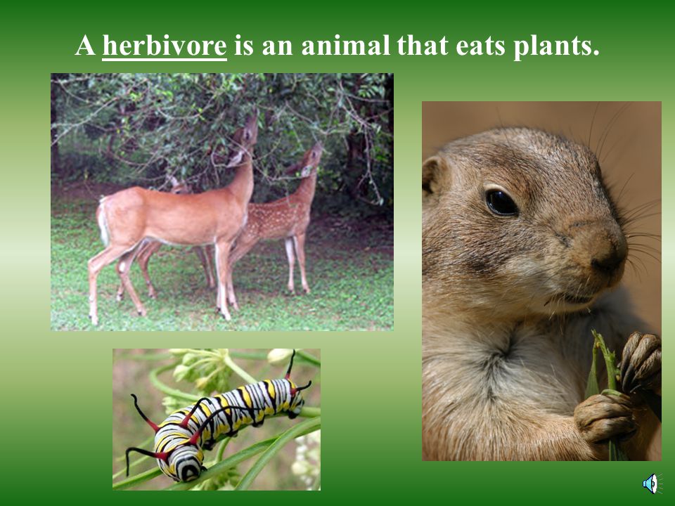 A herbivore is an animal that eats plants.