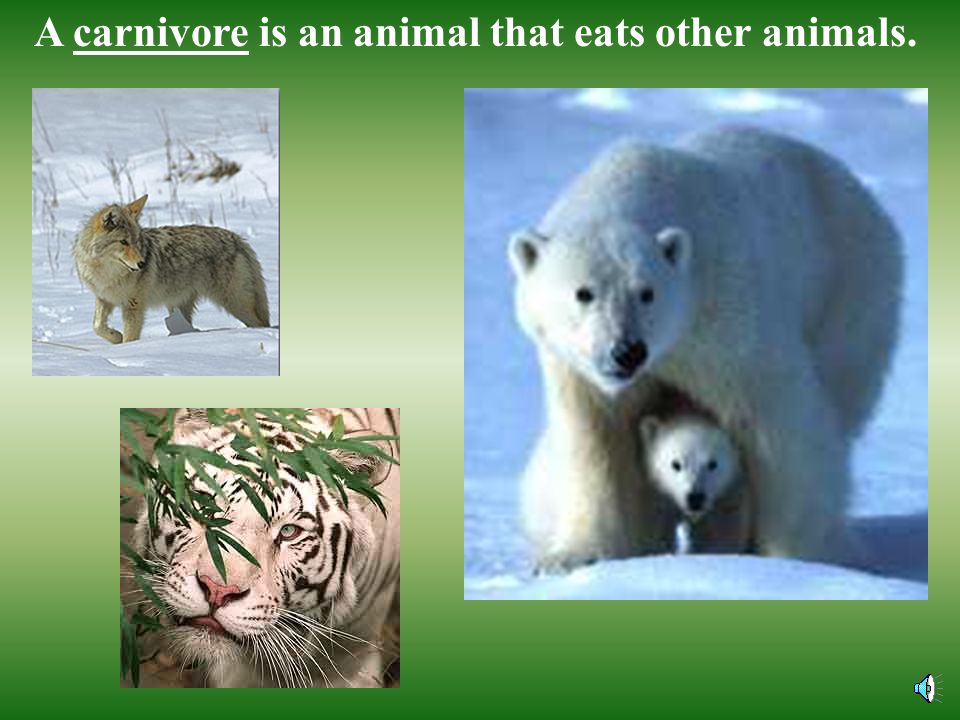 A carnivore is an animal that eats other animals.