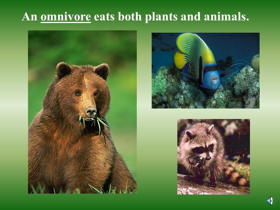 An omnivore eats both plants and animals.