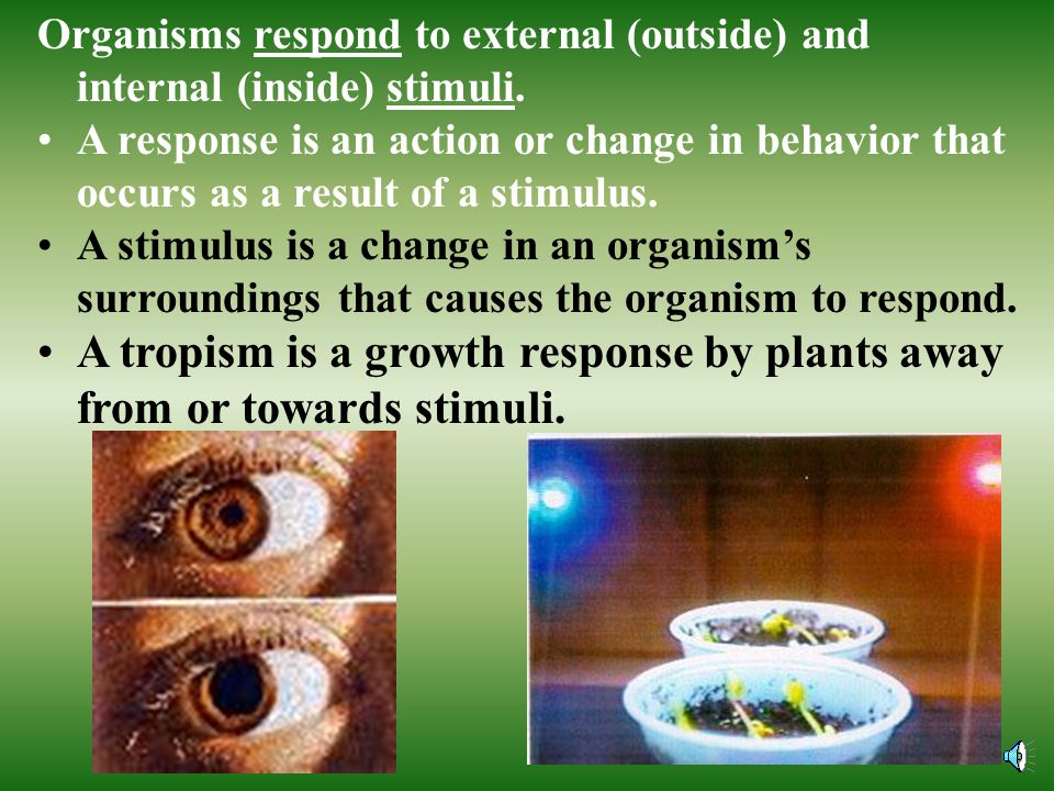 A tropism is a growth response by plants away from or towards stimuli.