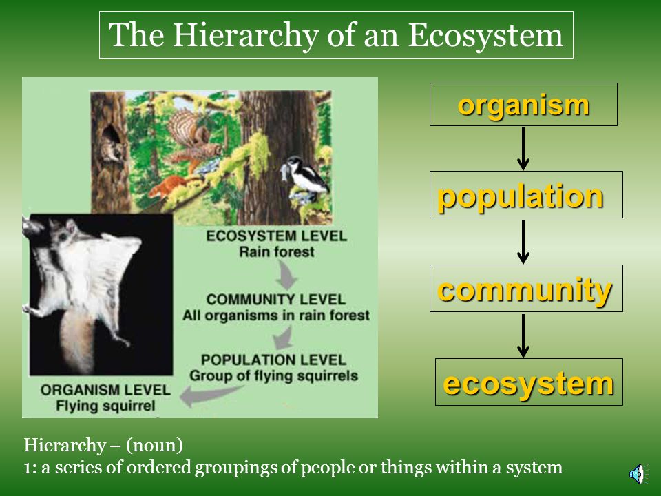 The Hierarchy of an Ecosystem