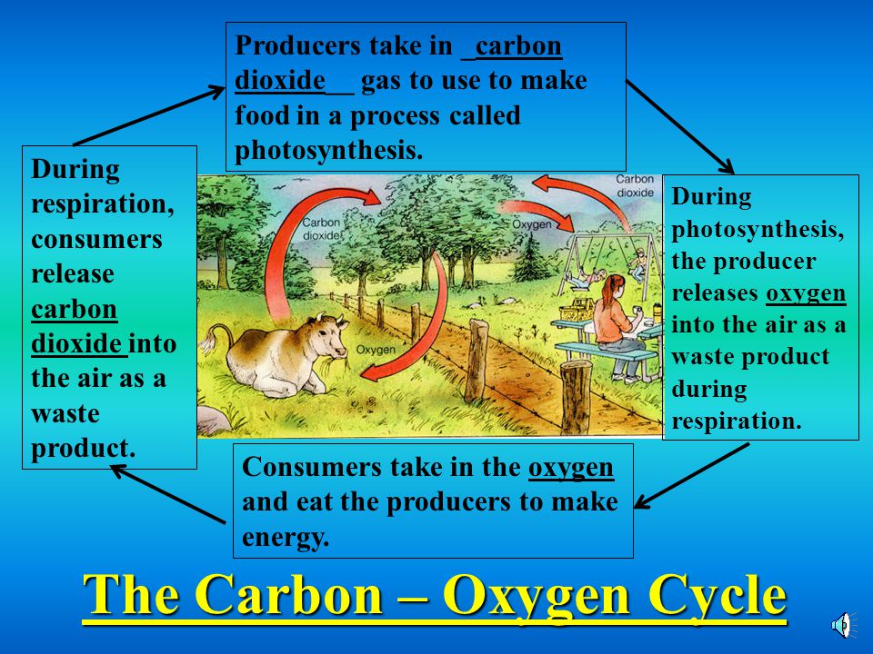 The Carbon – Oxygen Cycle