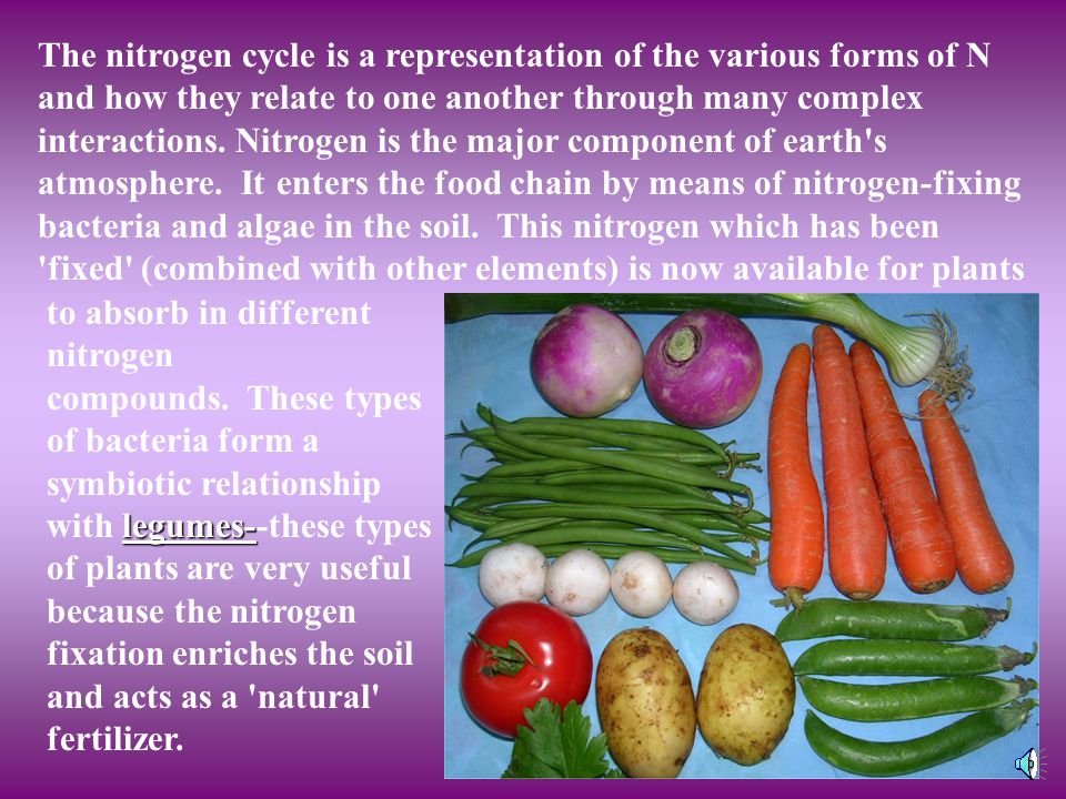 The nitrogen cycle is a representation of the various forms of N and how they relate to one another through many complex interactions. Nitrogen is the major component of earth s atmosphere. It enters the food chain by means of nitrogen-fixing bacteria and algae in the soil. This nitrogen which has been fixed (combined with other elements) is now available for plants