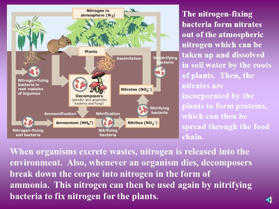 The nitrogen-fixing bacteria form nitrates out of the atmospheric nitrogen which can be taken up and dissolved in soil water by the roots of plants. Then, the nitrates are incorporated by the plants to form proteins, which can then be spread through the food chain.