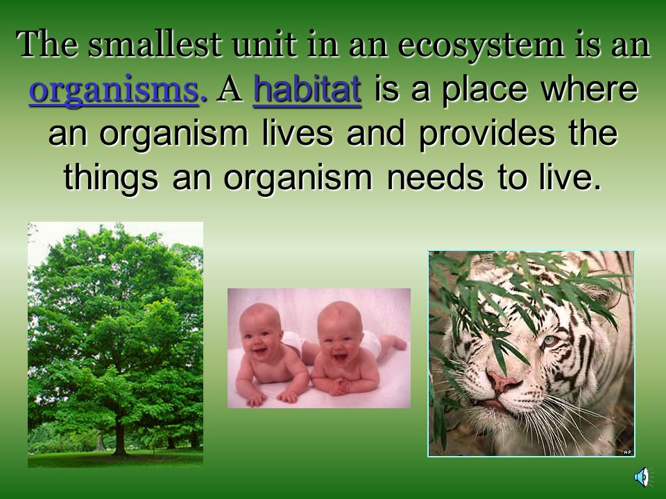The smallest unit in an ecosystem is an organisms