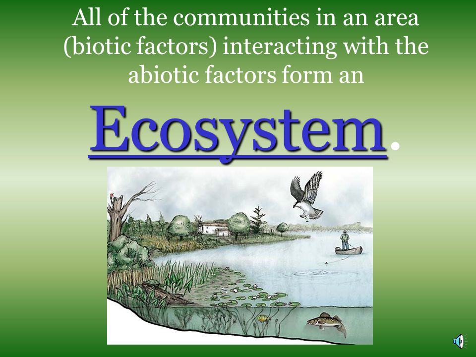 All of the communities in an area (biotic factors) interacting with the abiotic factors form an Ecosystem.