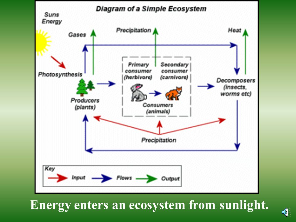 Energy enters an ecosystem from sunlight.