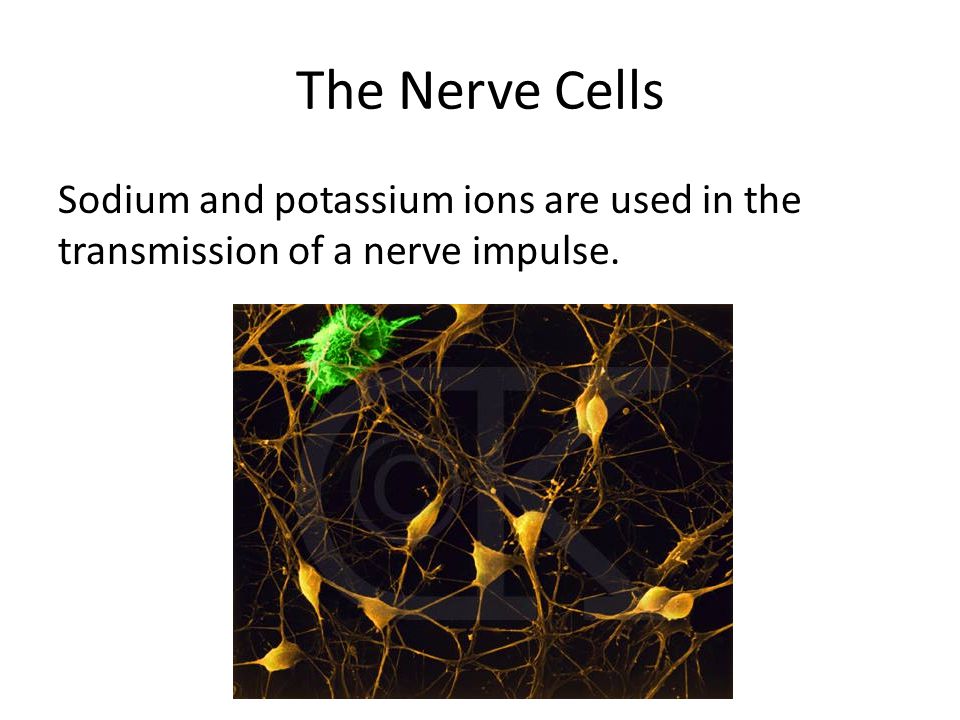The Nerve Cells Sodium and potassium ions are used in the transmission of a nerve impulse.
