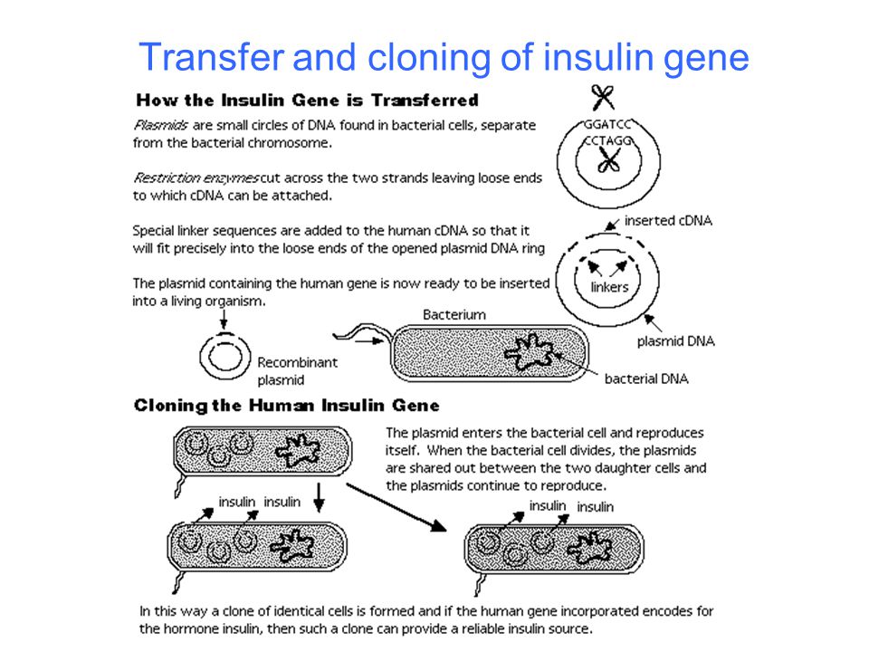 Transfer and cloning of insulin gene