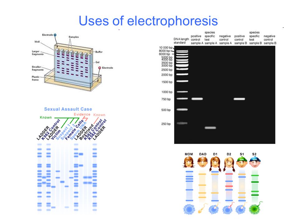 Uses of electrophoresis