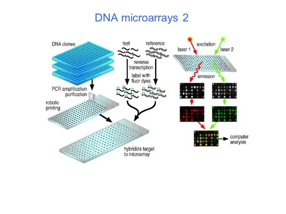 DNA microarrays 2