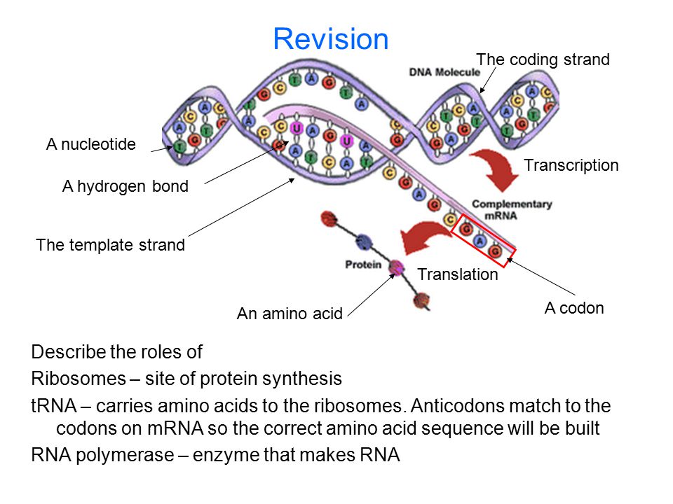 Revision Describe the roles of Ribosomes – site of protein synthesis