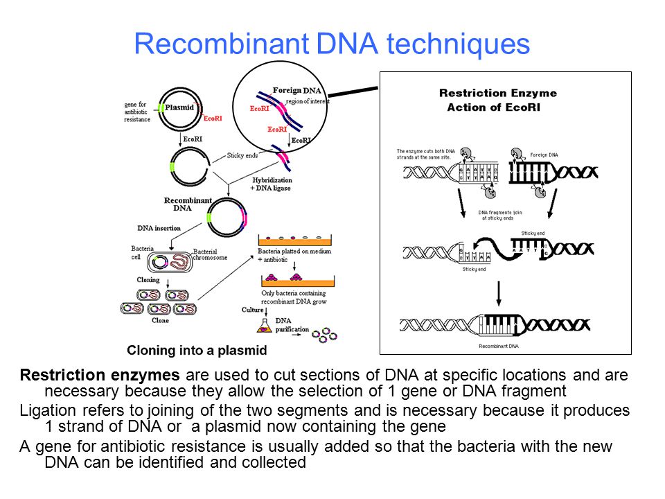 Recombinant DNA techniques