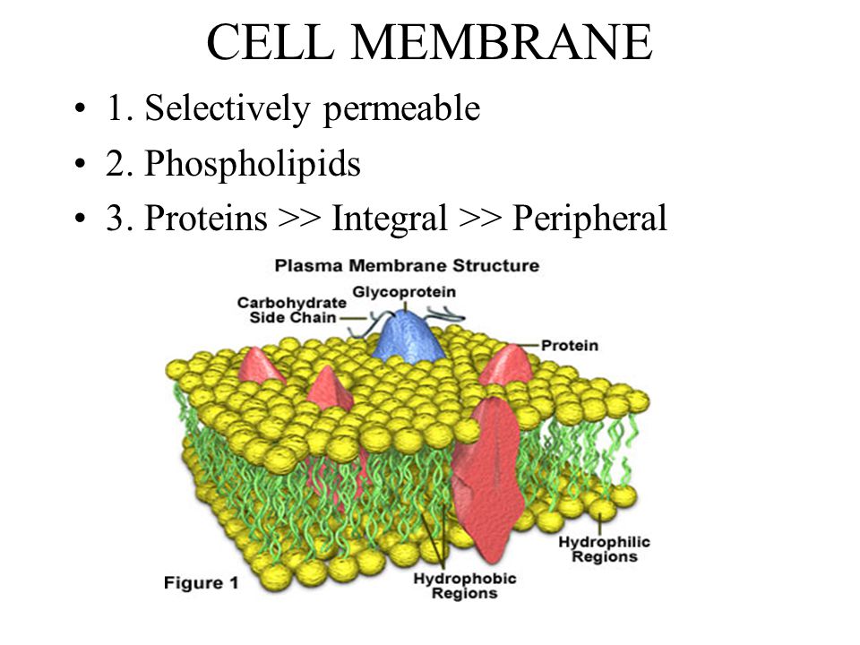 All Living Organisms Are Made Up Of Cells Ppt Video Online Download