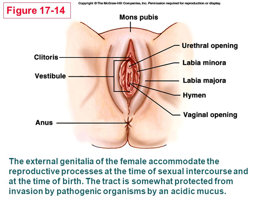 Figure The external genitalia of the female accommodate the