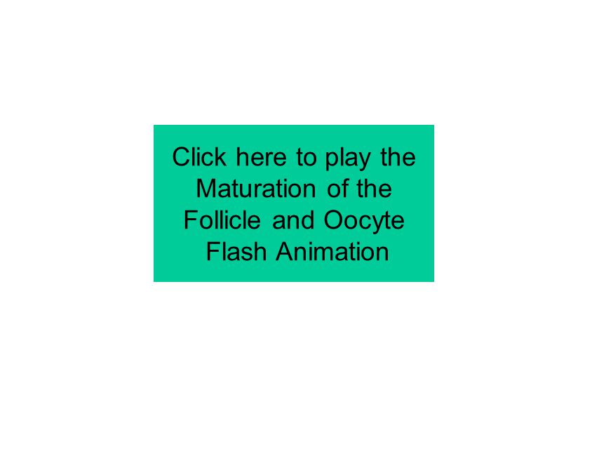 Click here to play the Maturation of the Follicle and Oocyte Flash Animation
