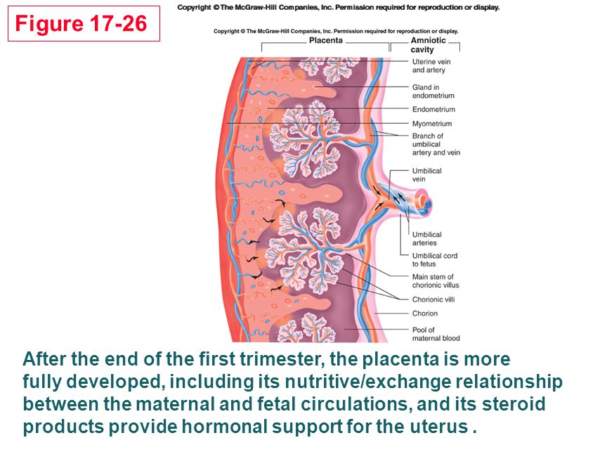 Figure After the end of the first trimester, the placenta is more. fully developed, including its nutritive/exchange relationship.