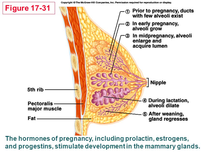 Figure The hormones of pregnancy, including prolactin, estrogens, and progestins, stimulate development in the mammary glands.