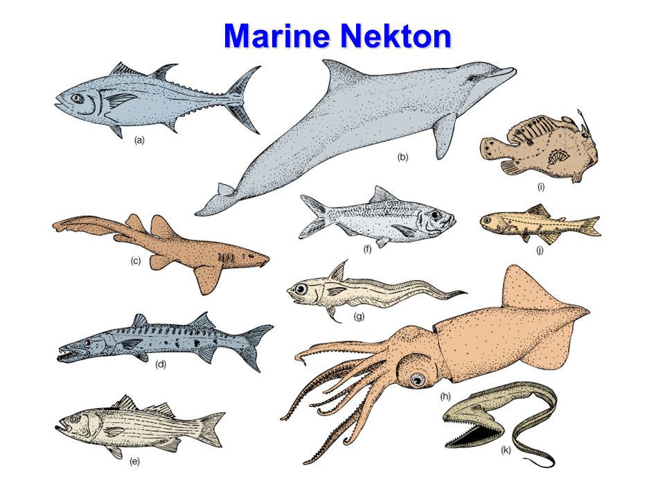 Marine Nekton Marine Nekton - ppt download