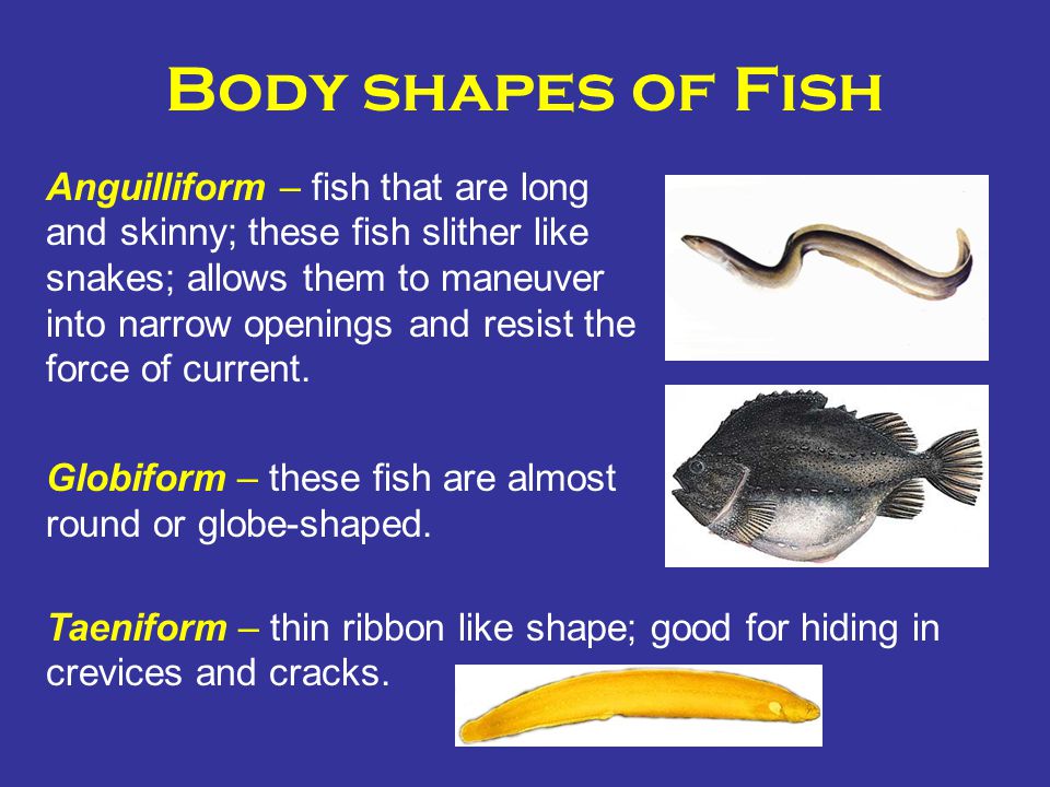 This fish has. Fish Shape. Fish body. This Fish has a thin fin that Fish has a thick fin. This is a Fish.