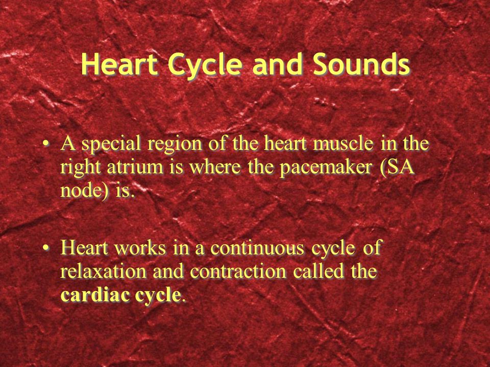Heart Cycle and Sounds A special region of the heart muscle in the right atrium is where the pacemaker (SA node) is.