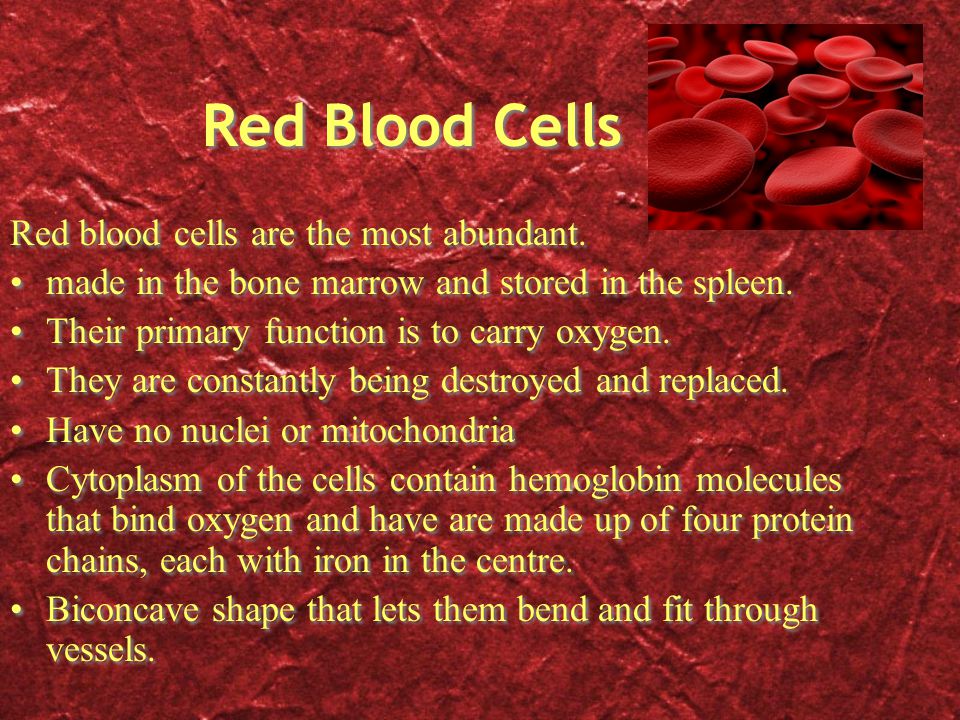 Red Blood Cells Red blood cells are the most abundant.
