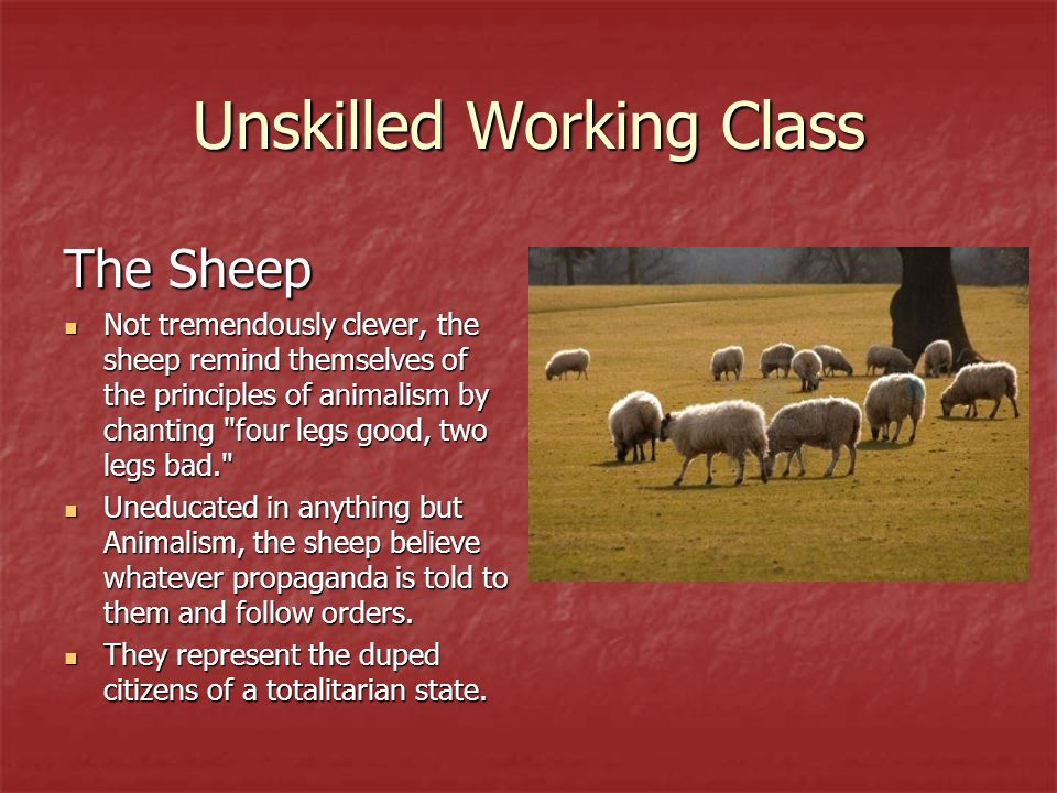 animal farm sheep represent