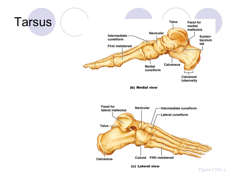 7 bone. Tarsus ossa Tarsi. Tarsus латынь. Tarsus латынь кость. Рука Unity кость.