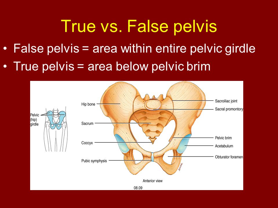 True vs. False pelvis False pelvis = area within entire pelvic girdle.
