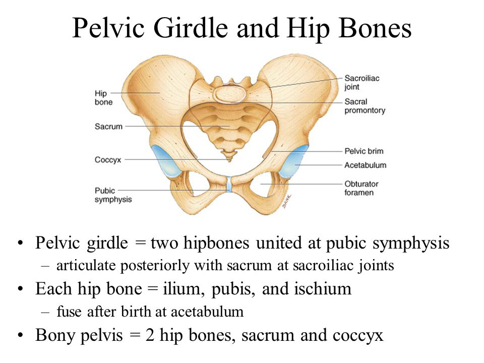 Presentation on theme: "Pectoral girdle Pelvic girdle Upper limbs Lowe...