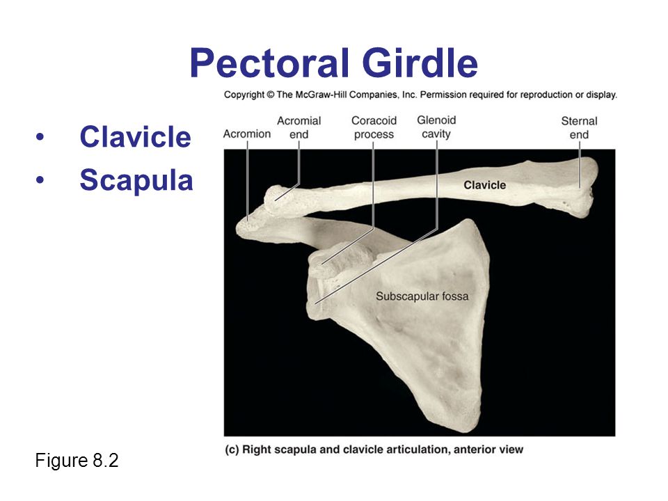 Figure 8.1 The pectoral girdle and clavicle. - ppt video online download