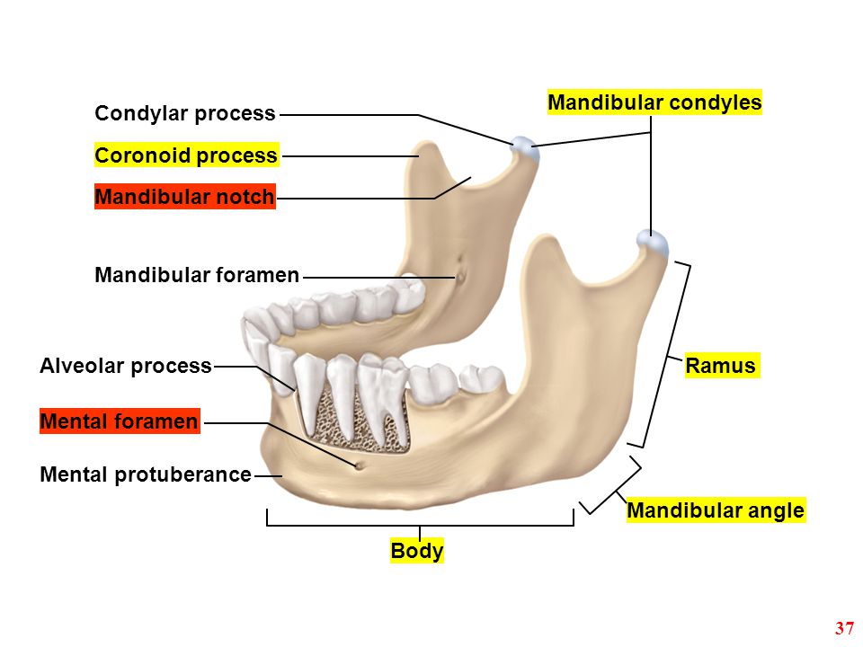 Pdf Mandibular Ramus