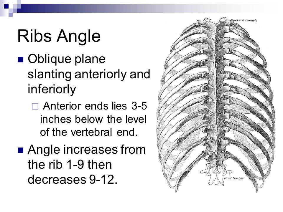 Ribs Angle Oblique plane slanting anteriorly and inferiorly.