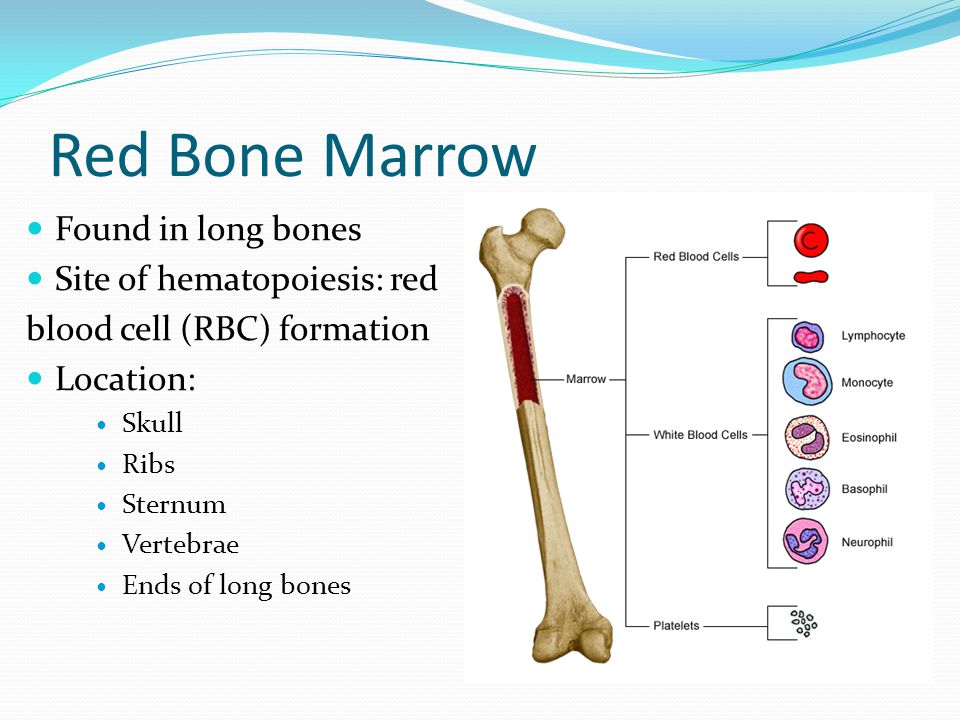 Bone marrow. Red Bone marrow. Bone marrow hematopoiesis. Granulocytopoetic Red Bone marrow.