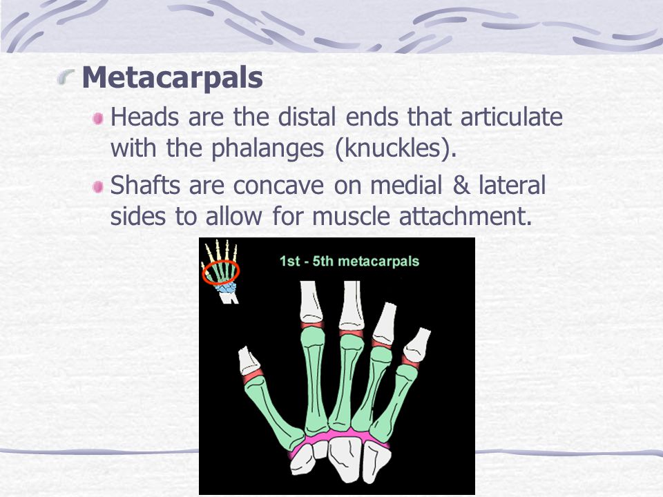 Metacarpals Heads are the distal ends that articulate with the phalanges (knuckles).