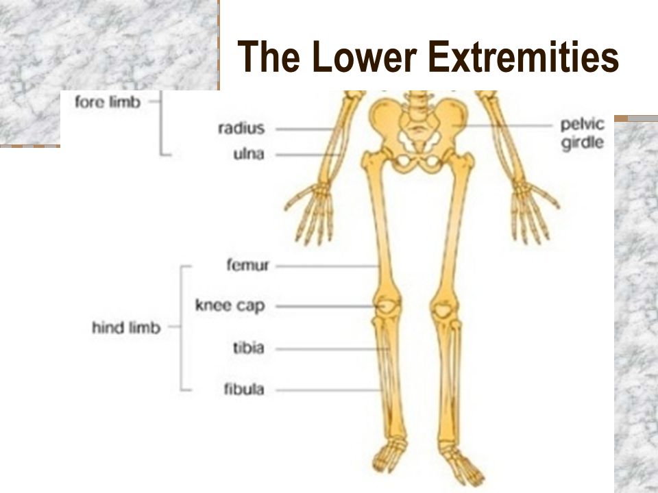 The Lower Extremities.