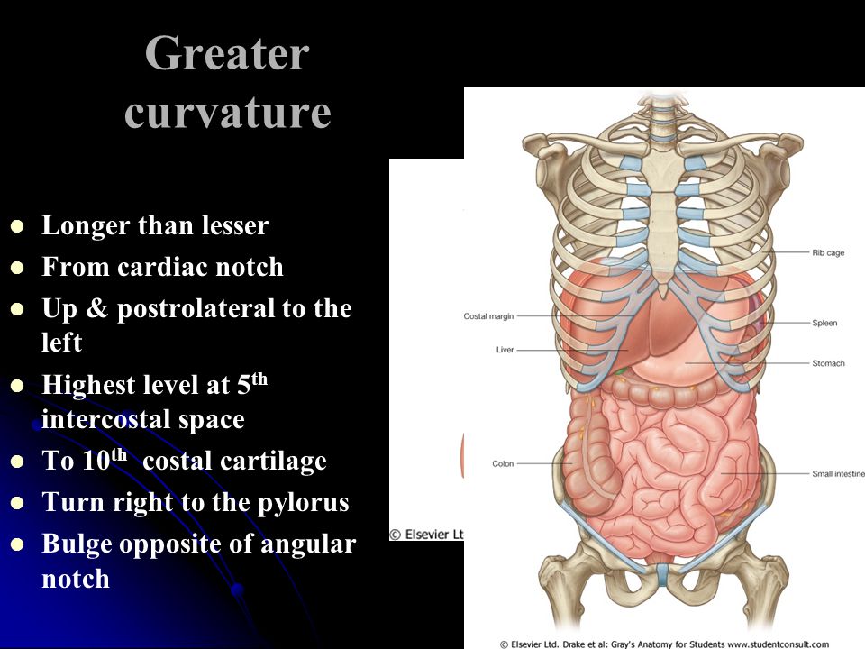 Greater curvature Longer than lesser From cardiac notch