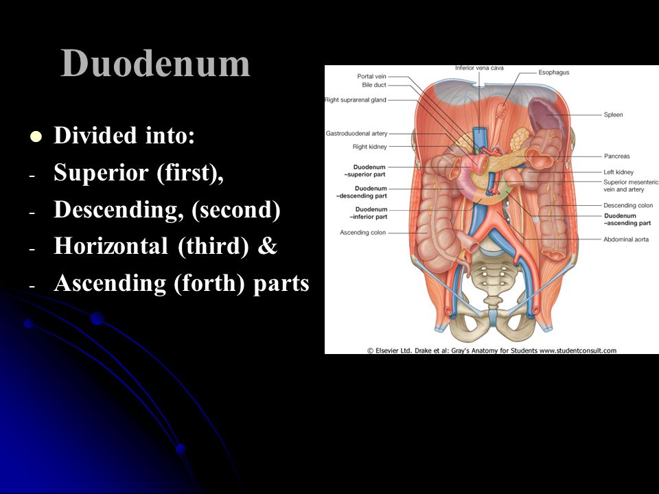 Duodenum Divided into: Superior (first), Descending, (second)