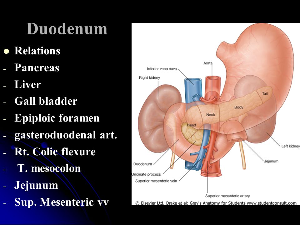 Duodenum Relations Pancreas Liver Gall bladder Epiploic foramen