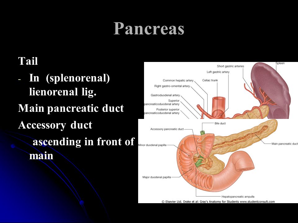 Pancreas Tail In (splenorenal) lienorenal lig. Main pancreatic duct