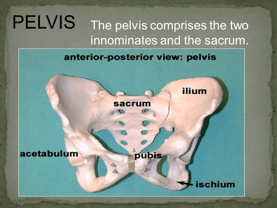 PELVIS The pelvis comprises the two innominates and the sacrum.