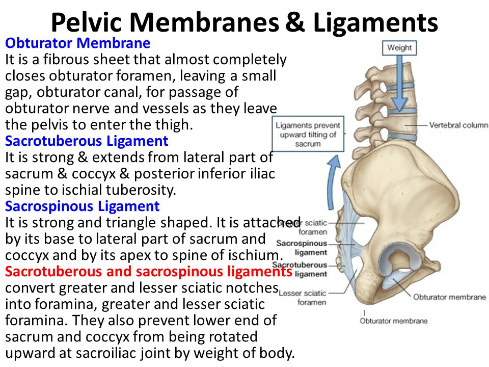 Pelvic Membranes & Ligaments