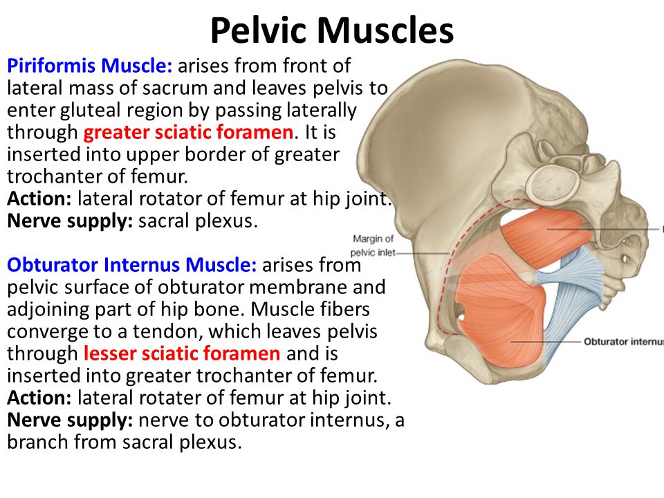 Pelvic Muscles
