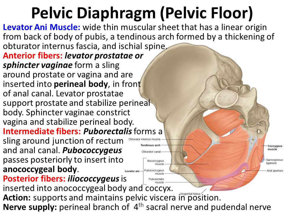 Pelvic Diaphragm (Pelvic Floor)