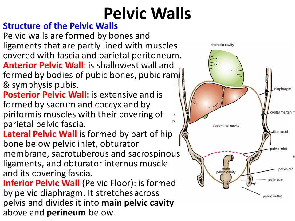 Pelvic Walls