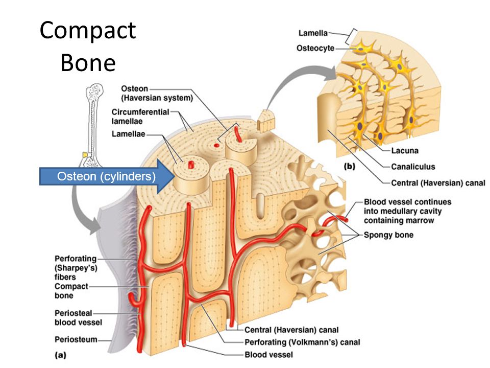 Presentation on theme: "Long Bone Anatomy Diaphysis: Shaft of the bone Made ...