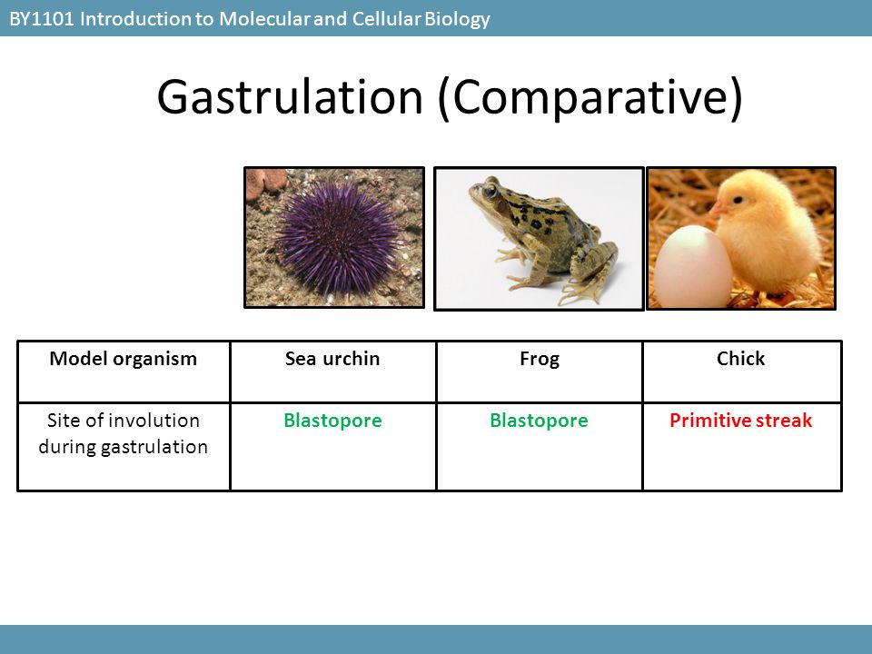 gastrulation in frog and chick