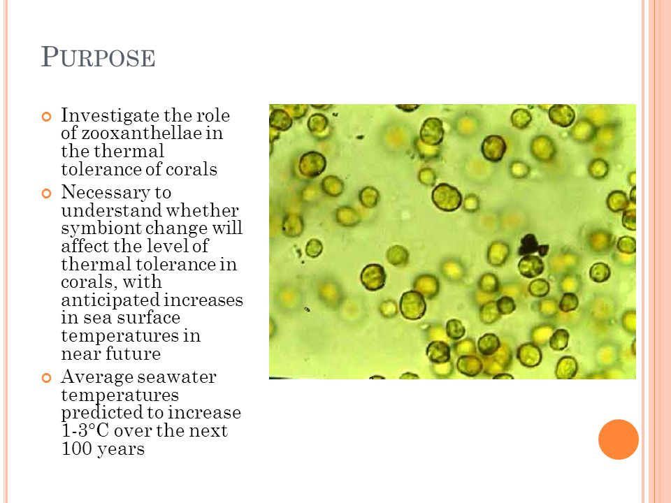 Purpose Investigate the role of zooxanthellae in the thermal tolerance of corals.